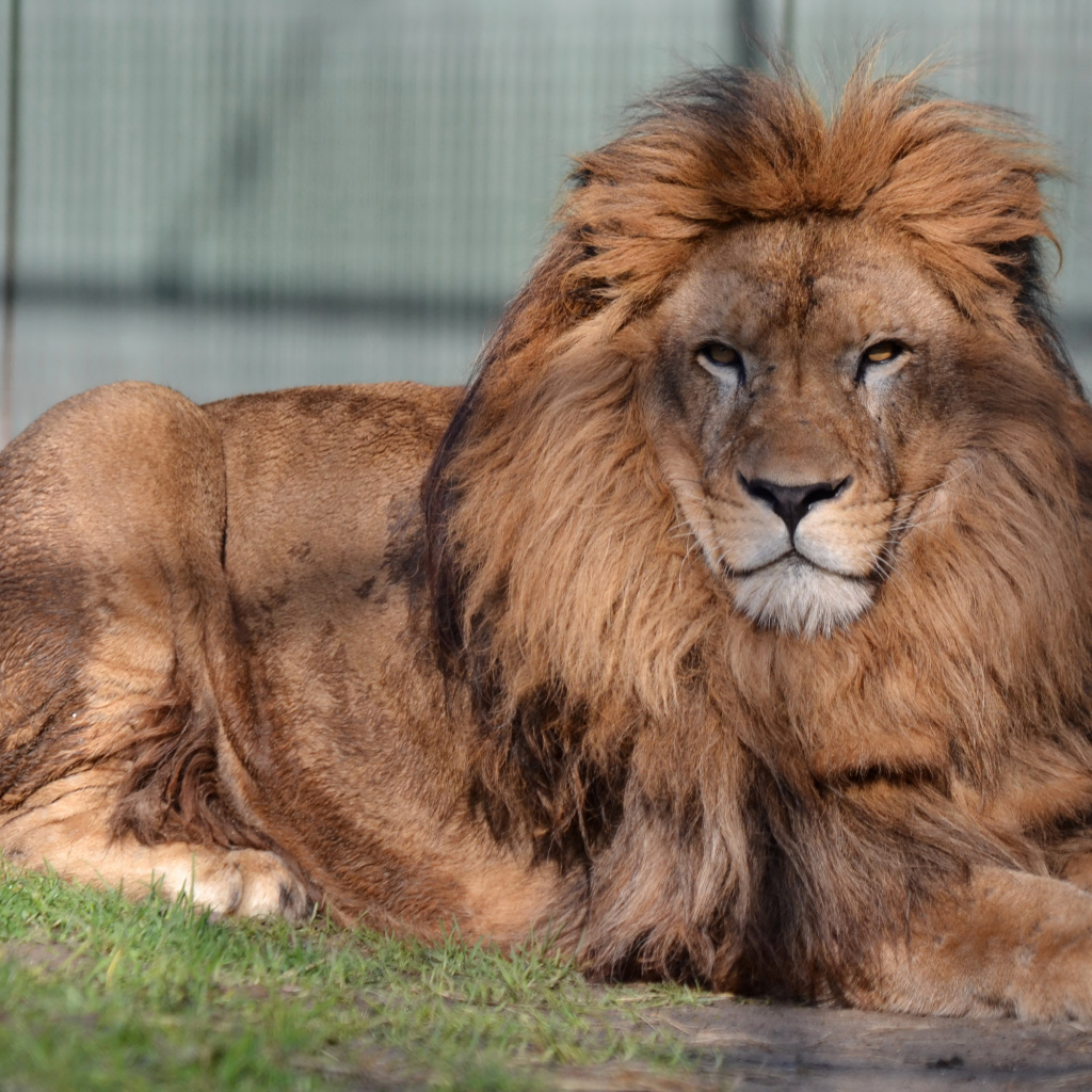 Большой лев с серьезной мордой