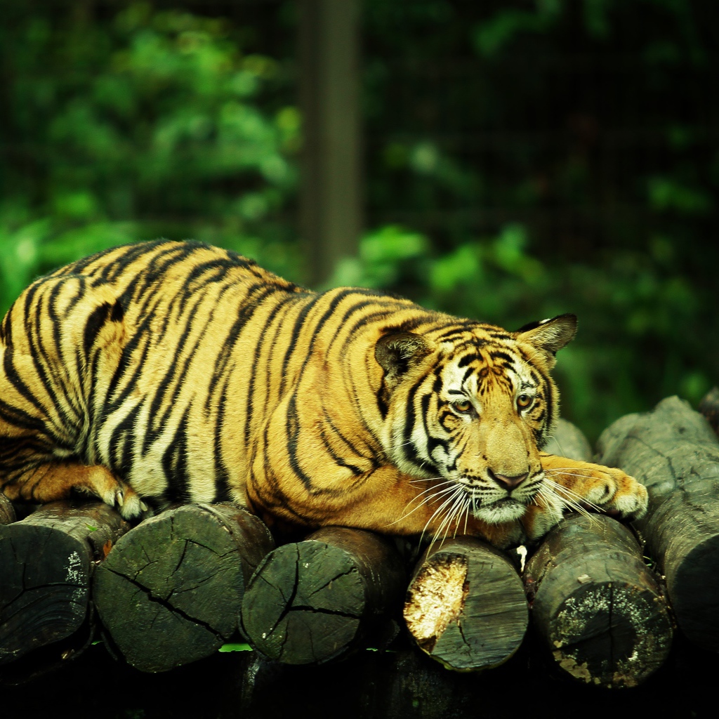 Большой грустный тигр лежит на бревнах 