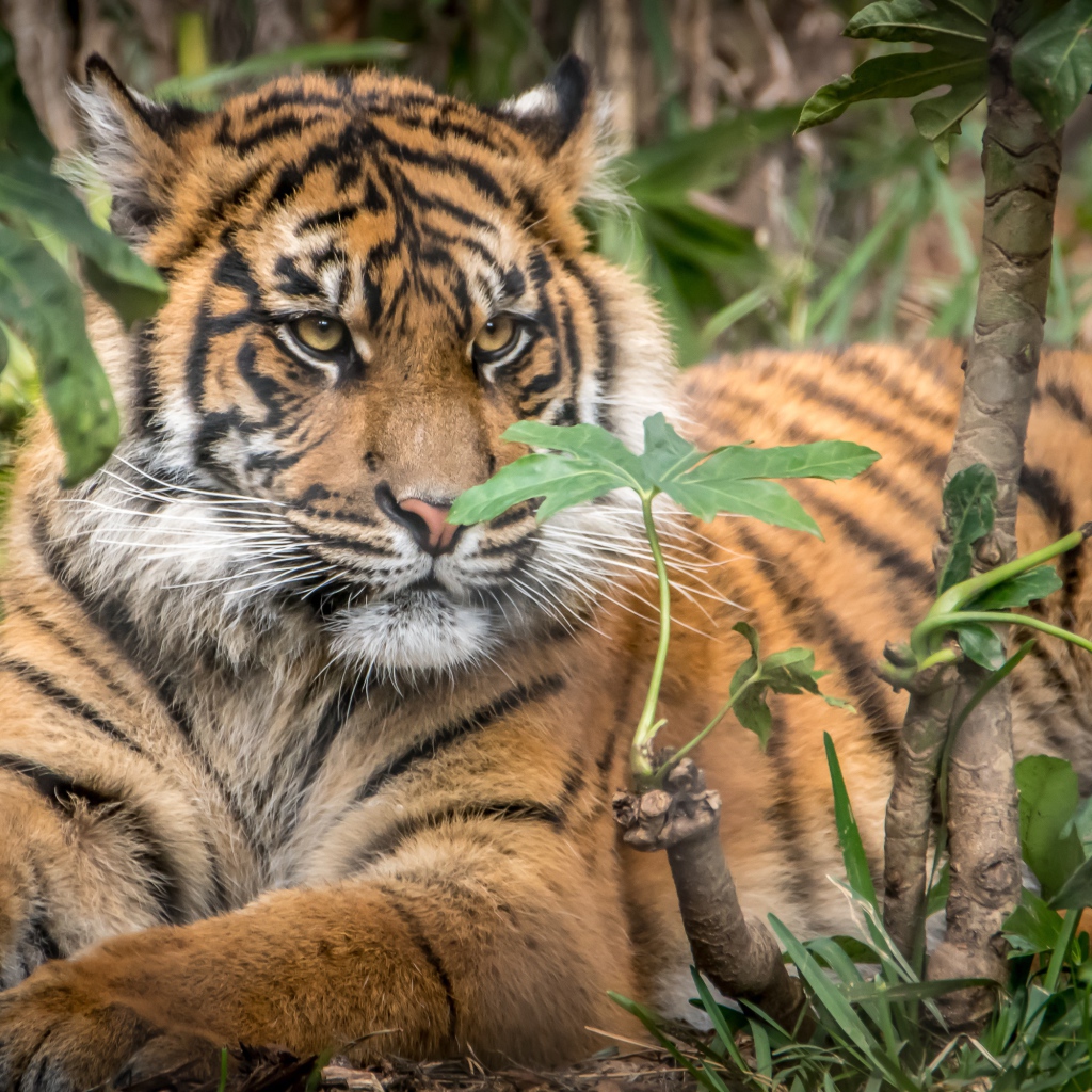 Большой бенгальский тигр лежит в зарослях