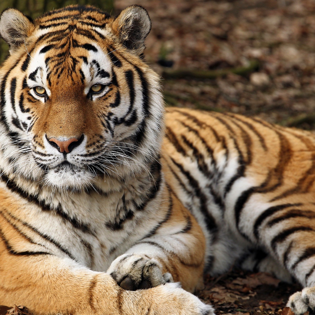 Большой красивый тигр лежит на земле