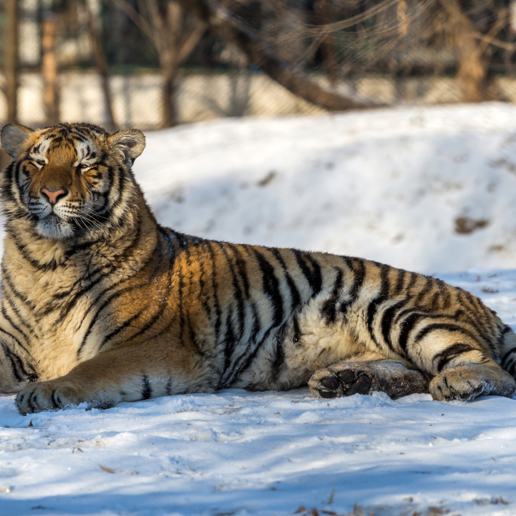 Большой грациозный тигр лежит на снегу