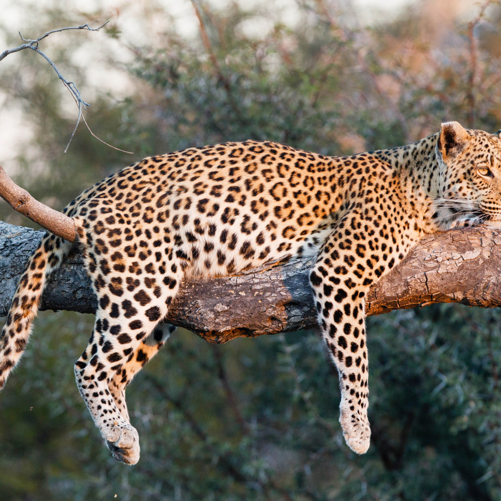 Большой леопард в лучах солнца лежит на ветке