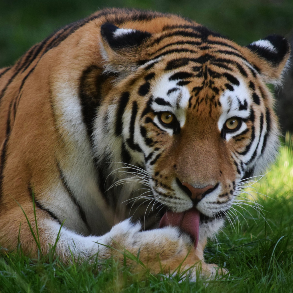 Большой тигр облизывает лапу