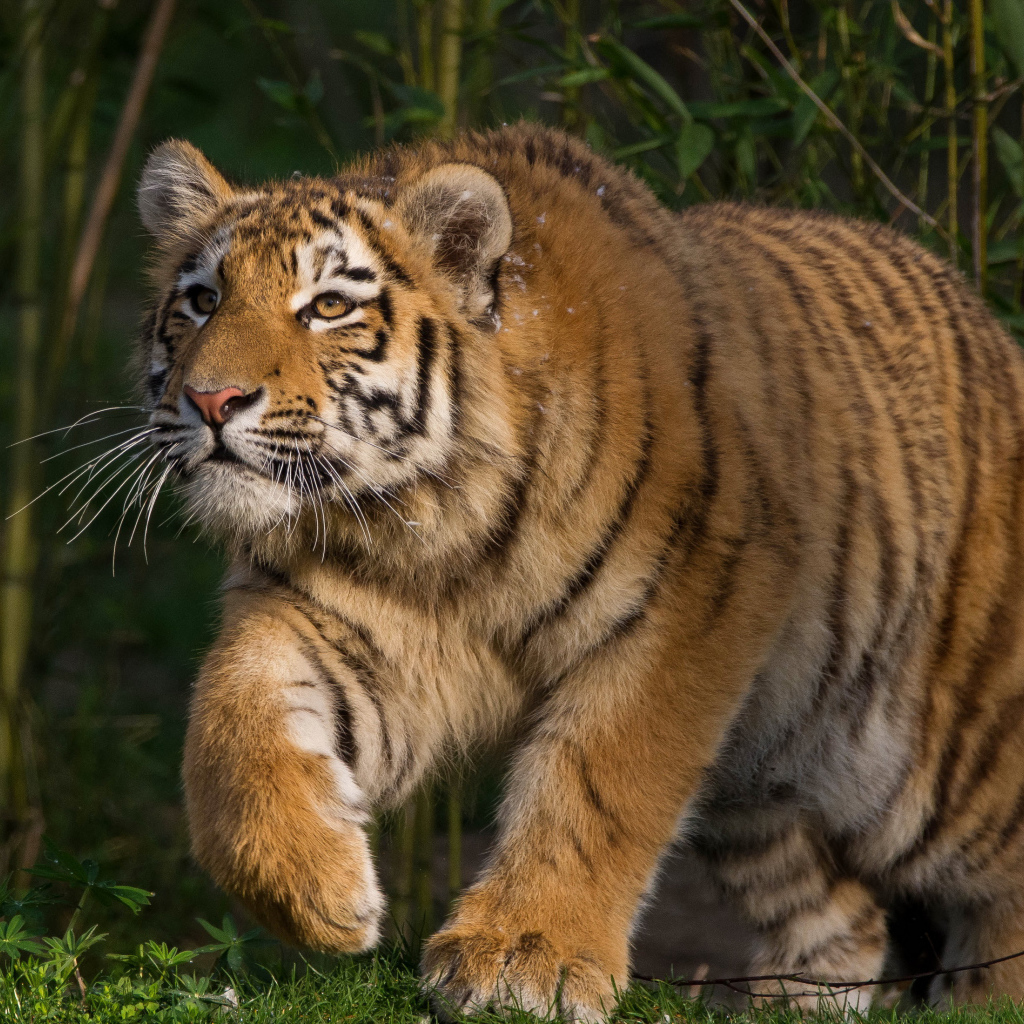 Большой тигр крадется на охоте