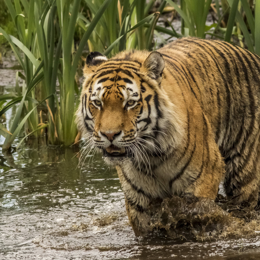 Большой тигр идет по грязной воде 