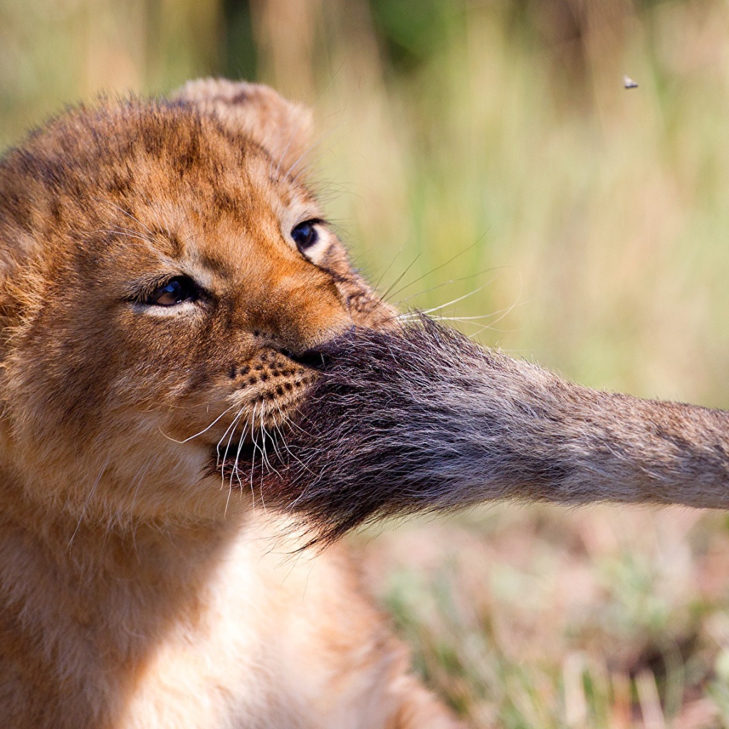 Маленький львенок играет с хвостом львицы