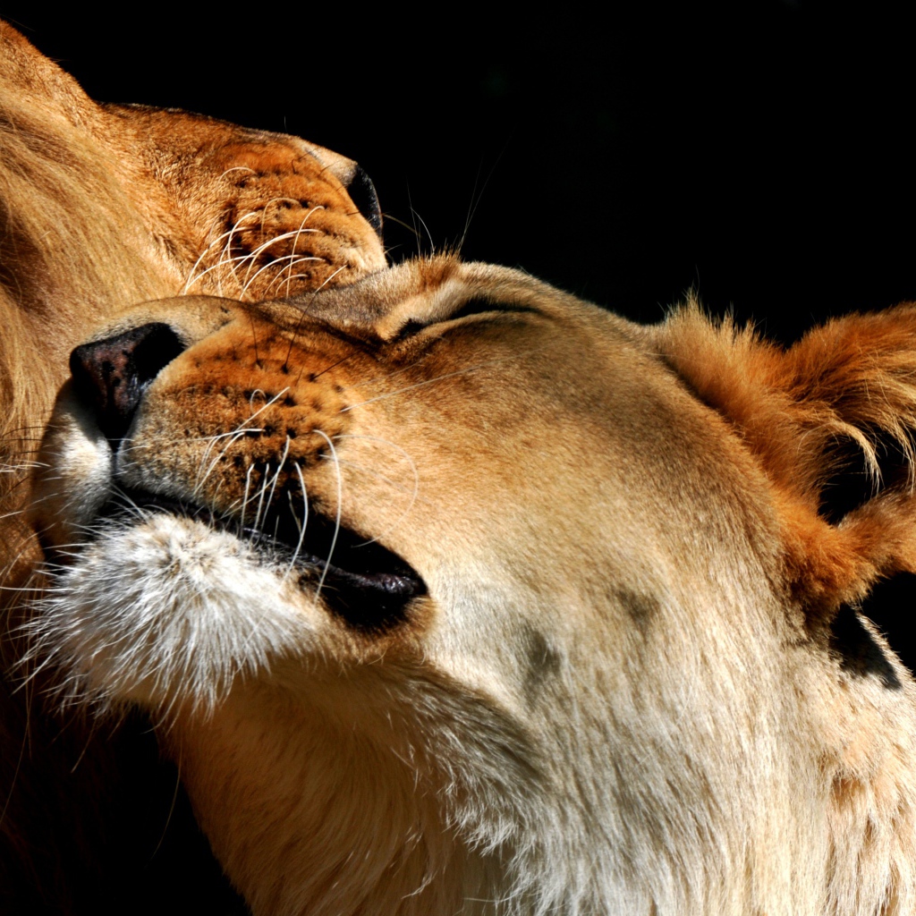Пара влюбленных львов фото на черном фоне 