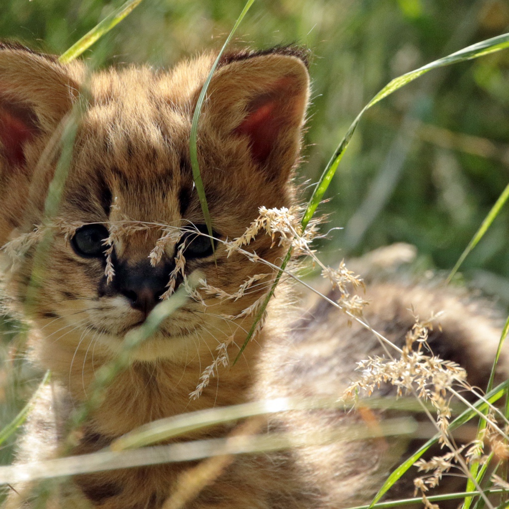 Маленький сервал прячется в траве