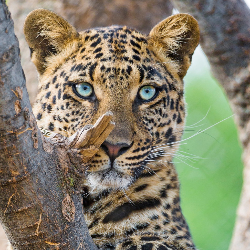 Красивый голубоглазый леопард 