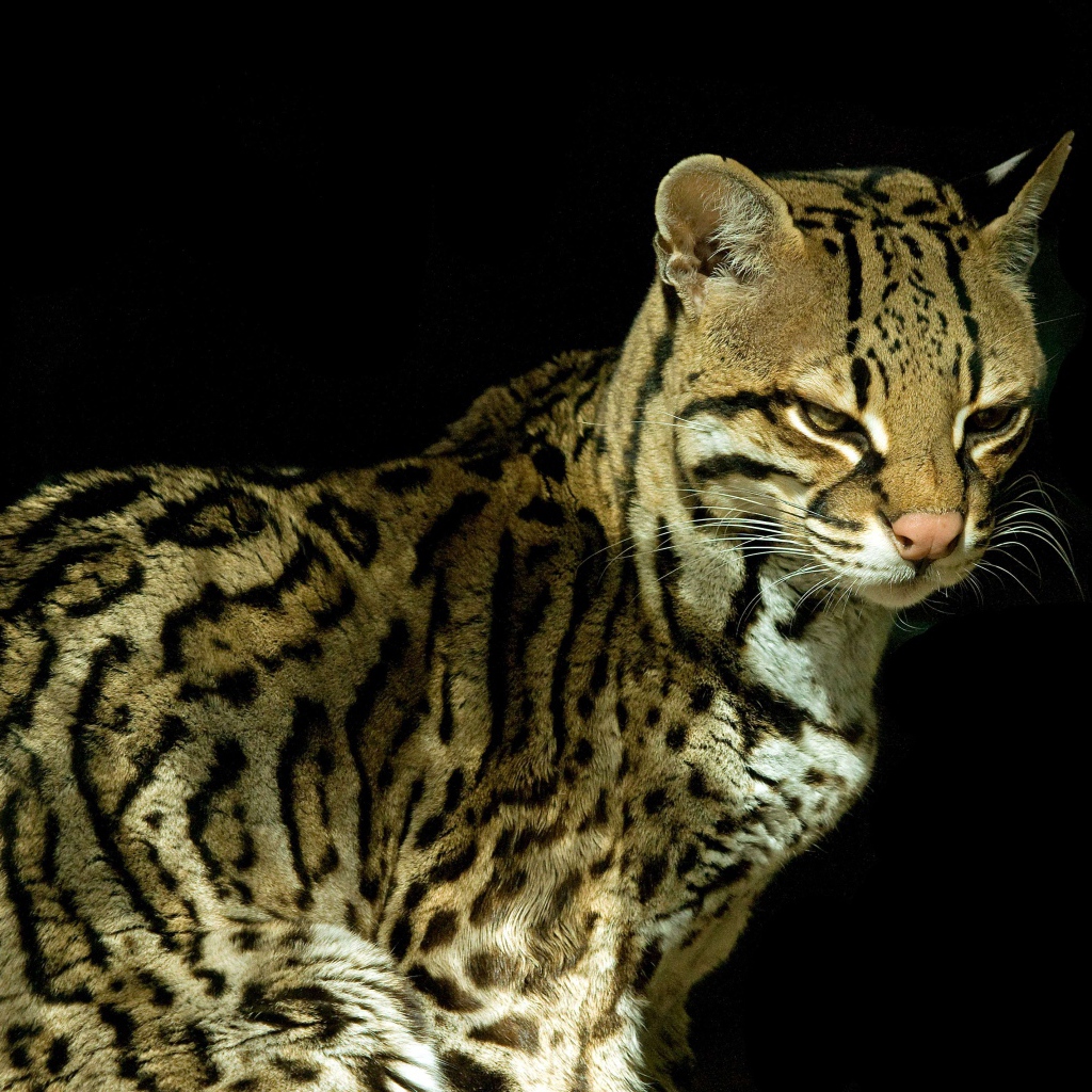 Красивый кот оцелот на черном фоне 