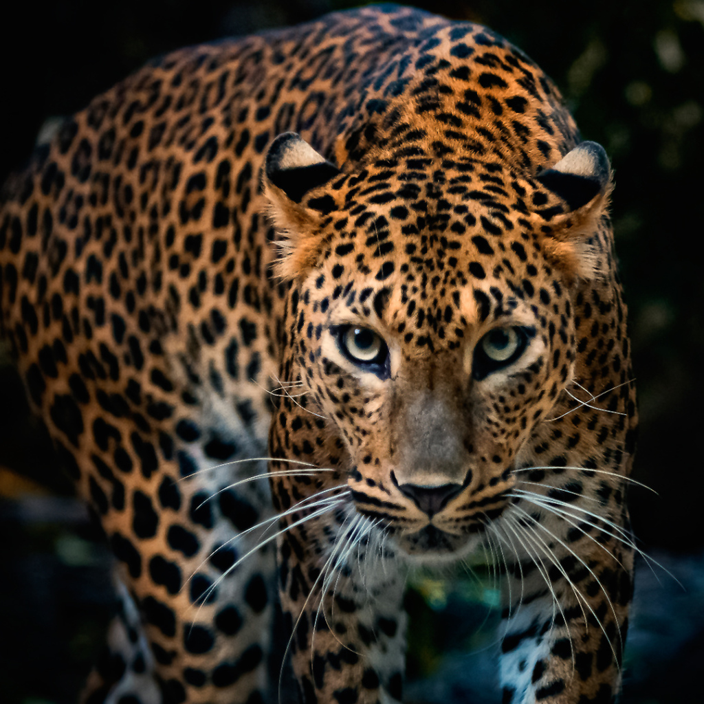 Красивый грациозный ягуар 