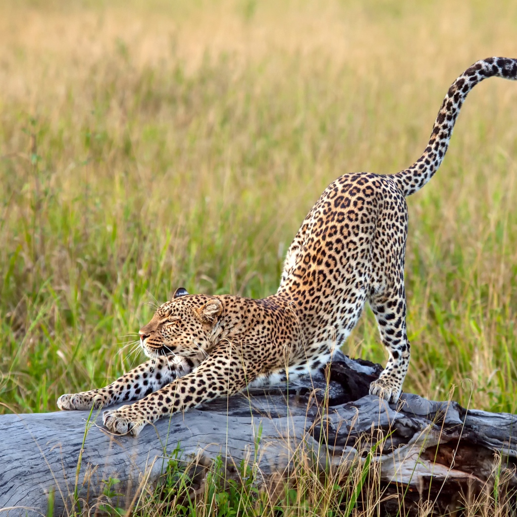 Красивый грациозный леопард