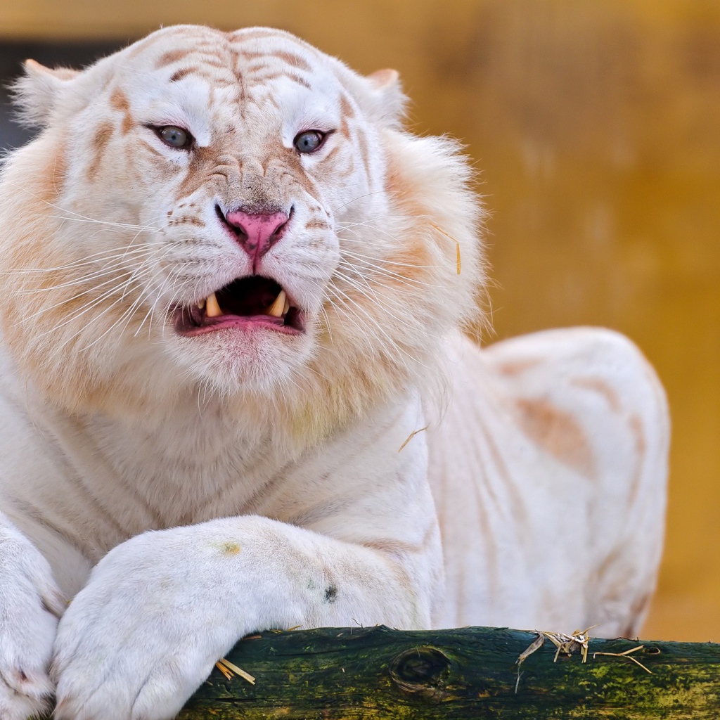 Красивый белый тигр злится  