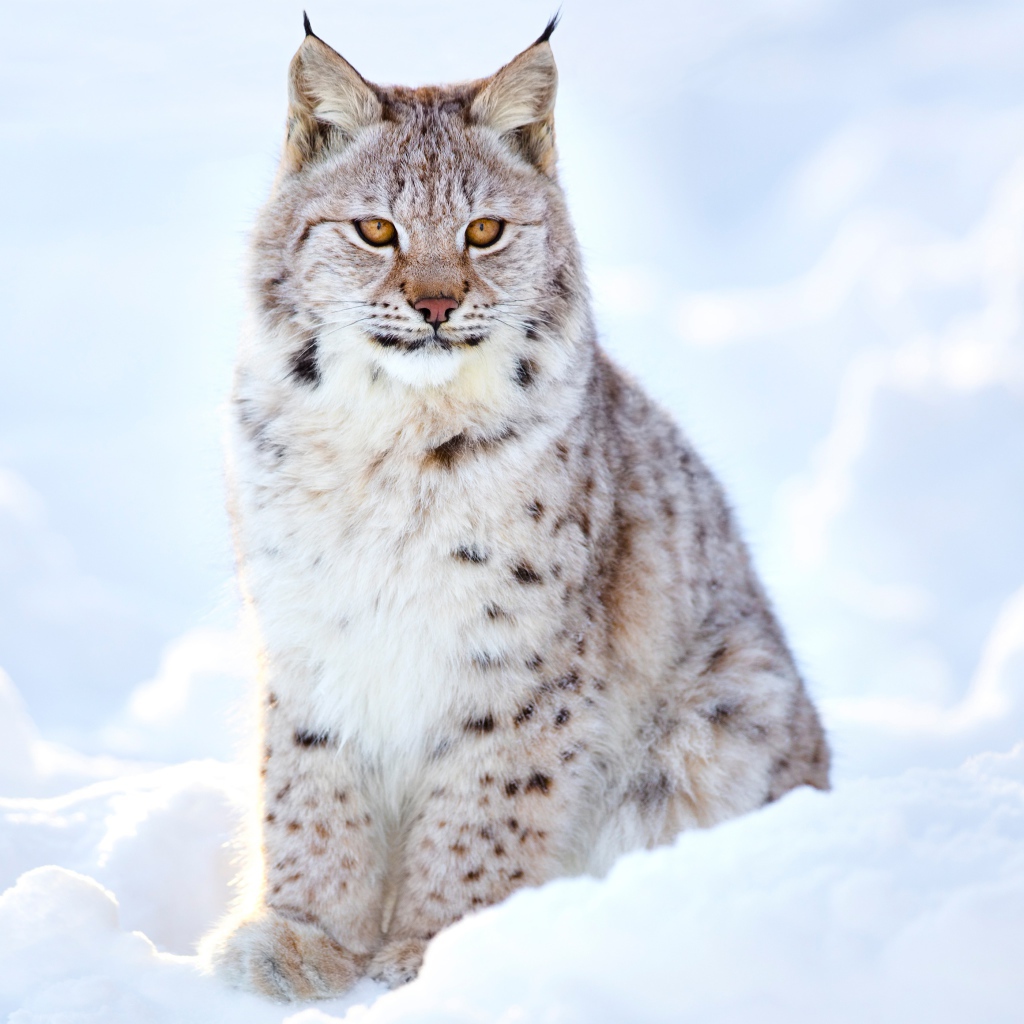 Большая красивая рысь сидит на снегу