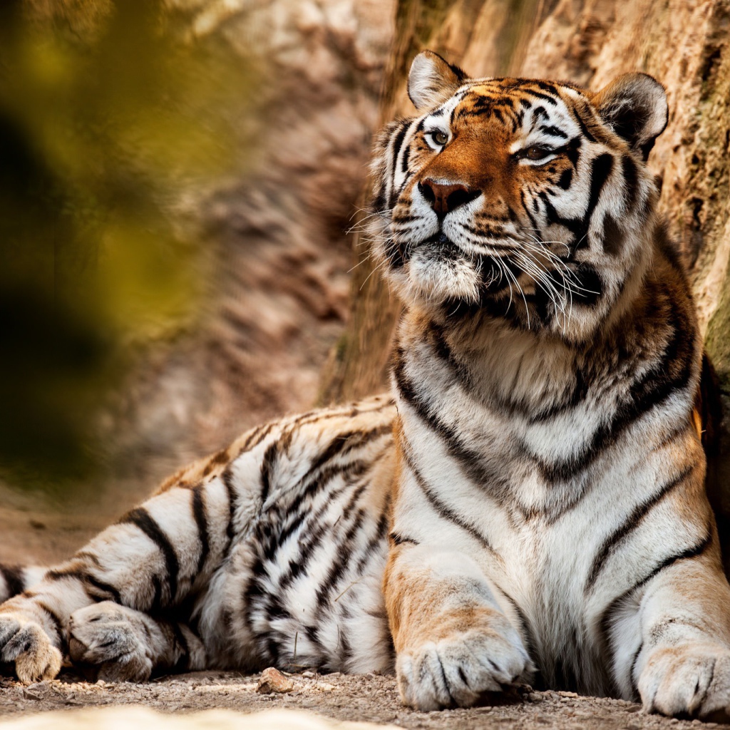 Большой красивый тигр отдыхает 