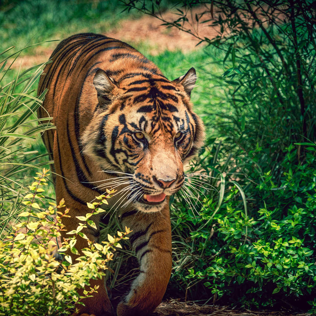 Большой красивый тигр идет по зеленой траве 