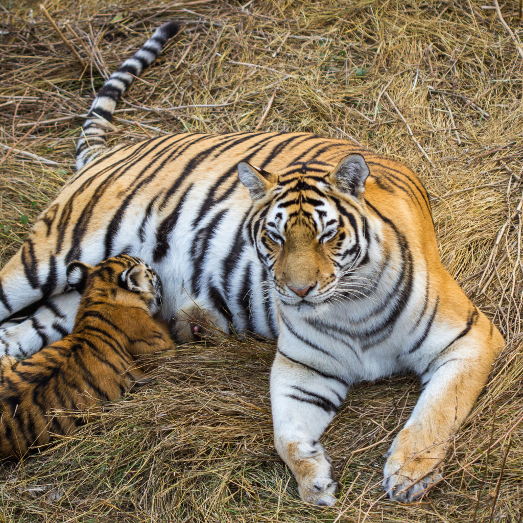 Большая красивая тигрица с детенышем