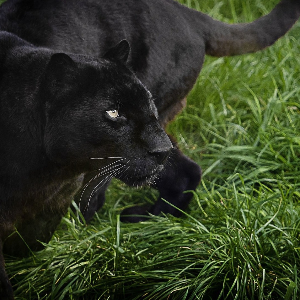 Большая черная пантера идет по зеленой траве
