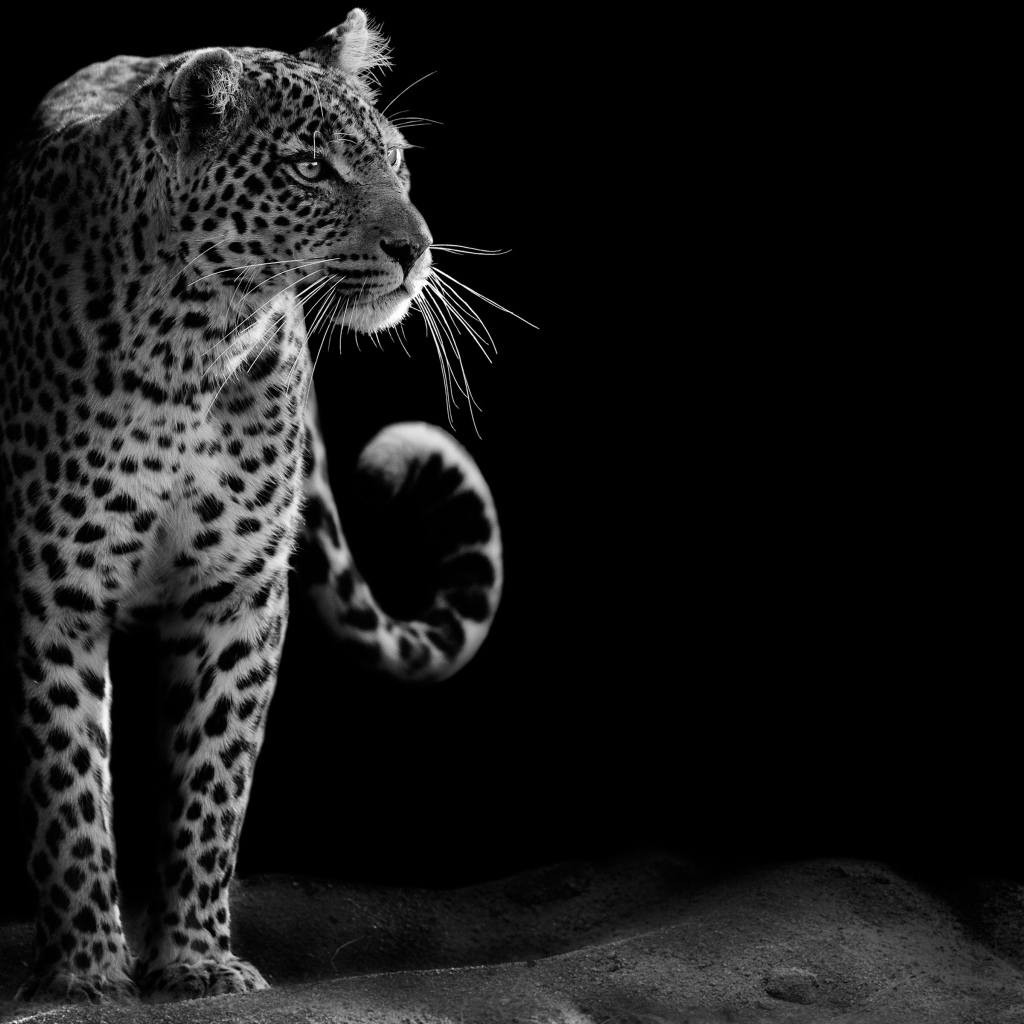 Большой леопард черно-белое фото