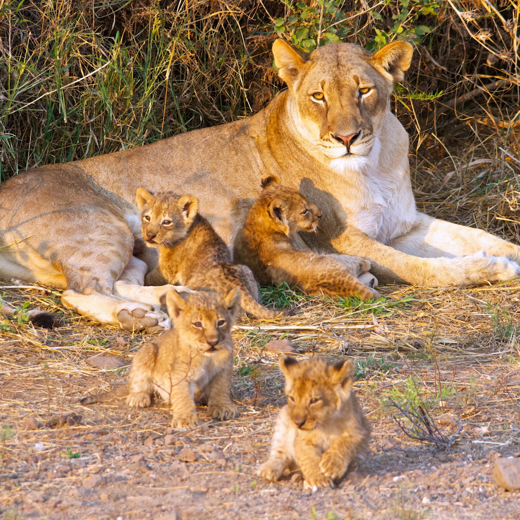 Большая львица с маленькими забавными львятами