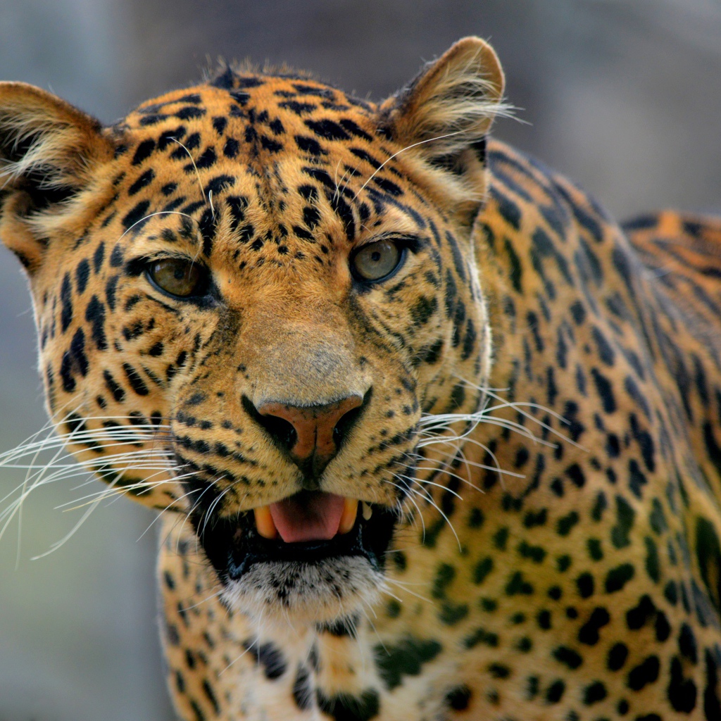 Большой пятнистый грациозный леопард фото вблизи