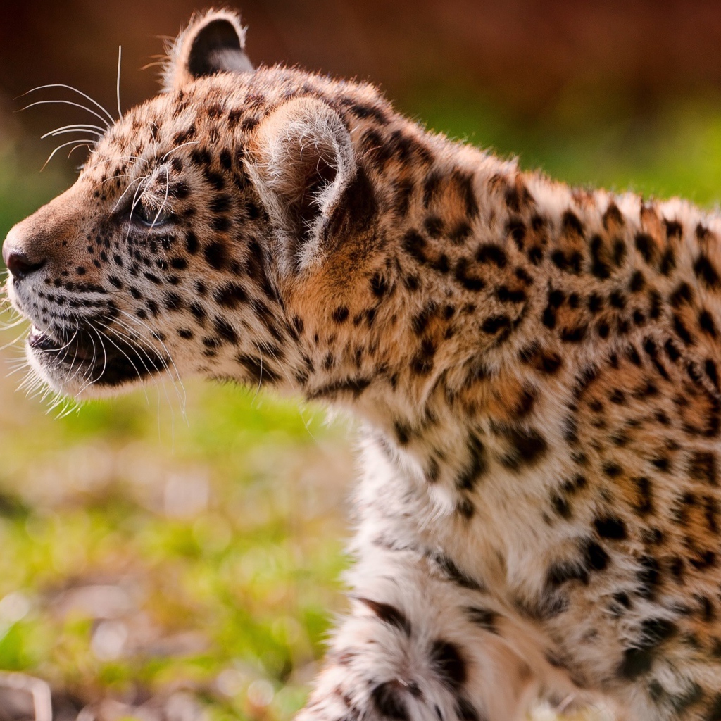 Большой пятнистый ягуар нюхает сухую траву