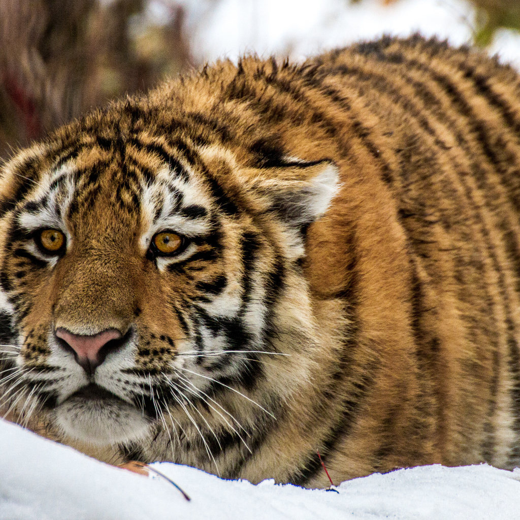 Большой тигр в засаде на снегу