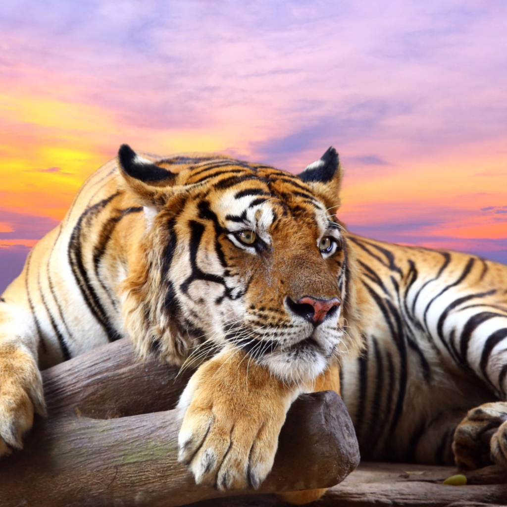 Большой тигр на фоне красивого  неба 