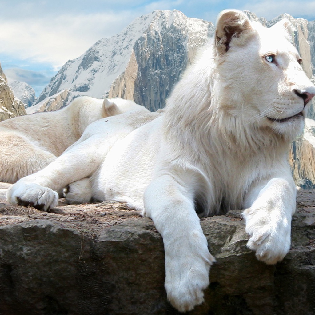 Голубоглазая белая львица на камне  