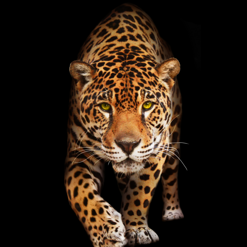 Крадущийся хищный леопард  на черном фоне