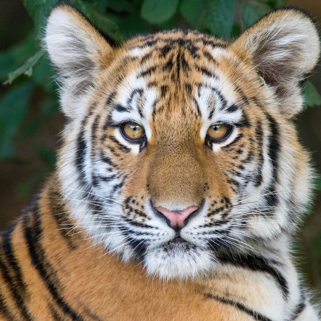 Морда красивого полосатого тигренка