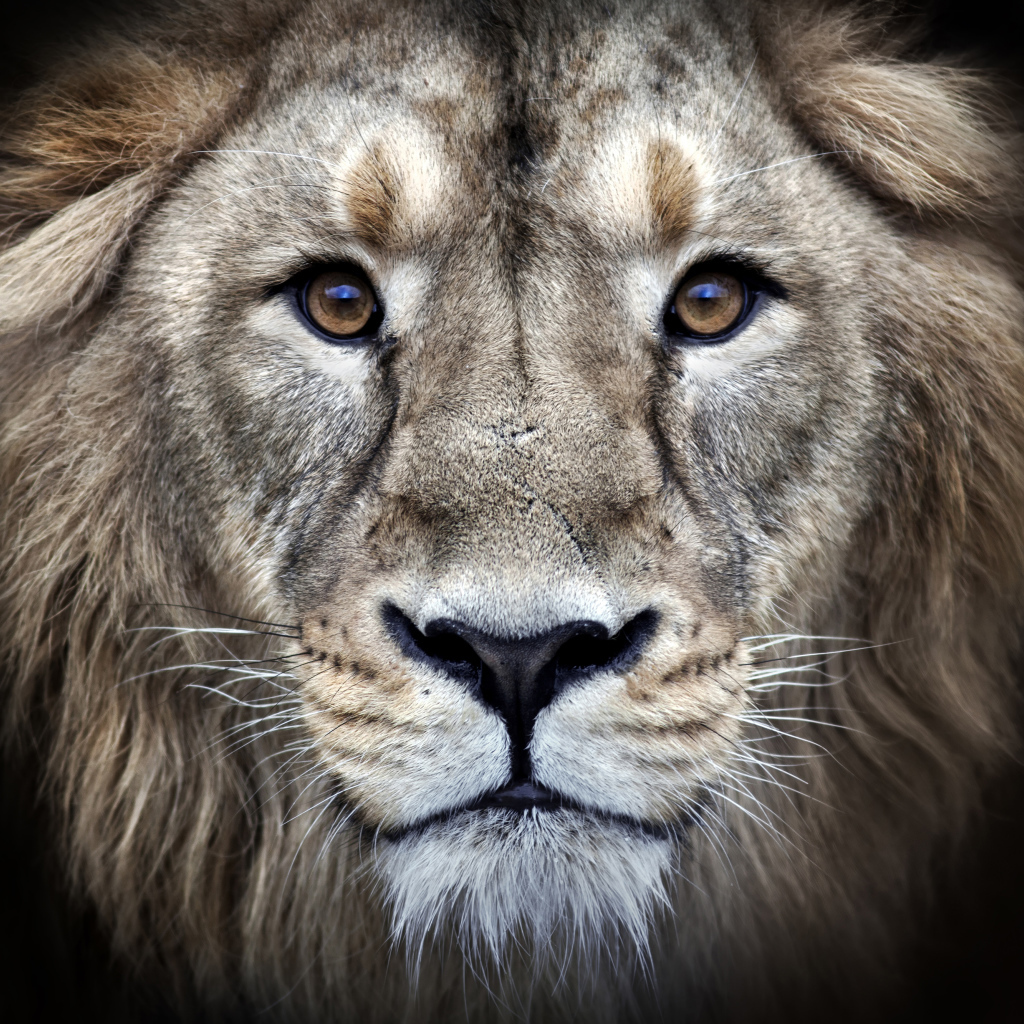 Морда льва крупным планом на черном фоне 