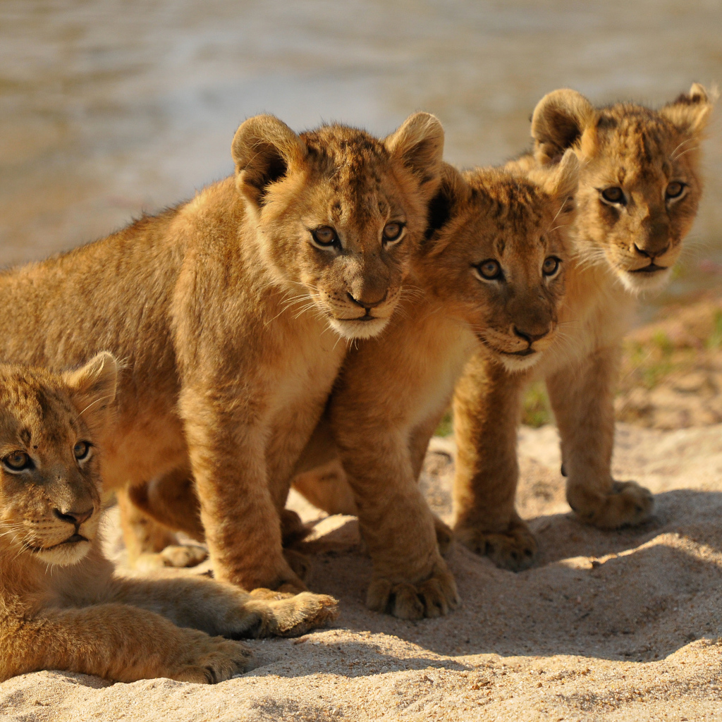 Четыре маленьких львенка стоят на песке