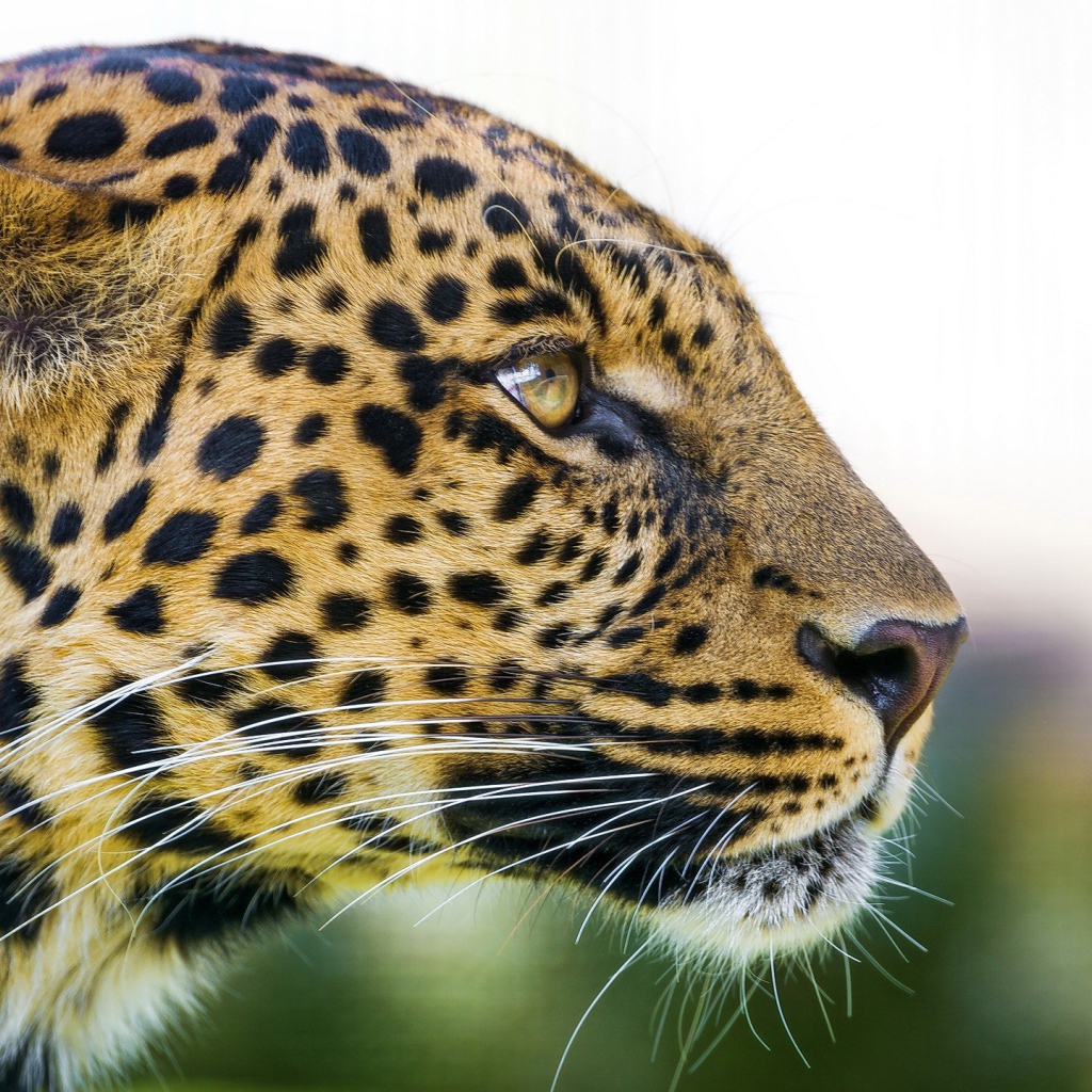 Большая пятнистая кошка леопард 