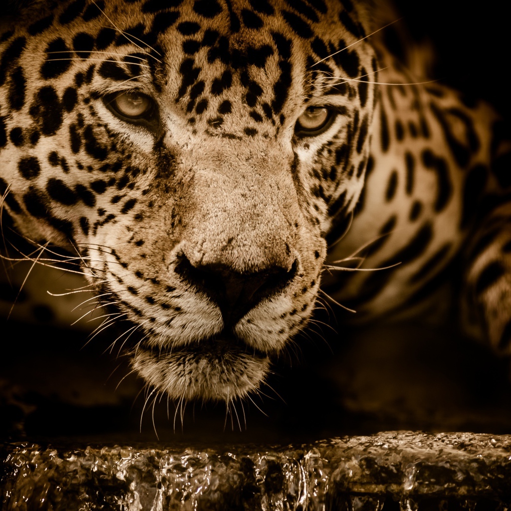 Большой эффектный ягуар