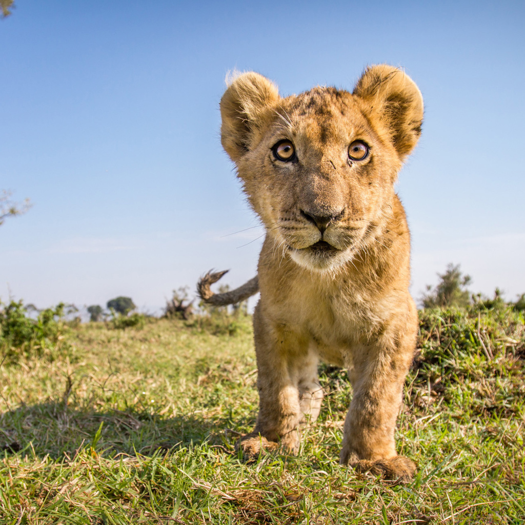 Заинтересованный взгляд маленького львенка 