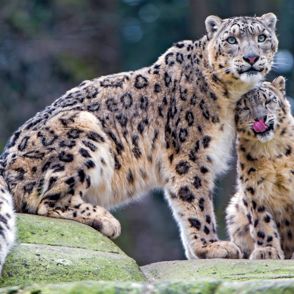 Большой снежный барс с детенышем 