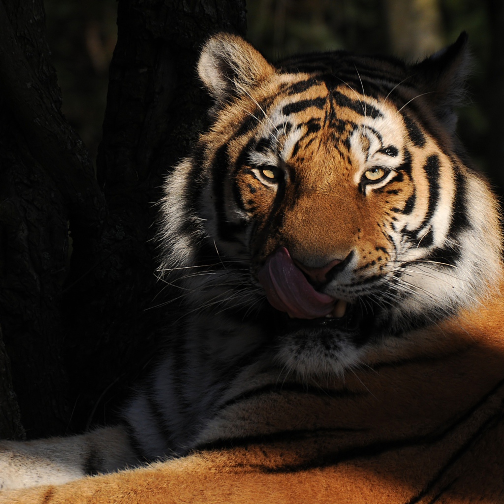 Большой полосатый тигр с высунутым языком