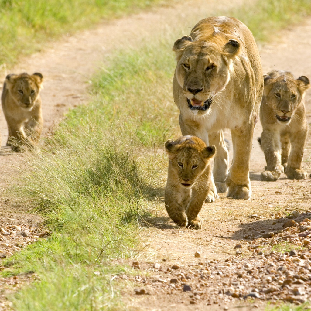 Львица и пять маленьких львят 