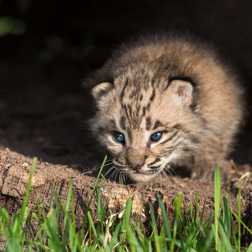 Маленький детеныш рыси крупным планом