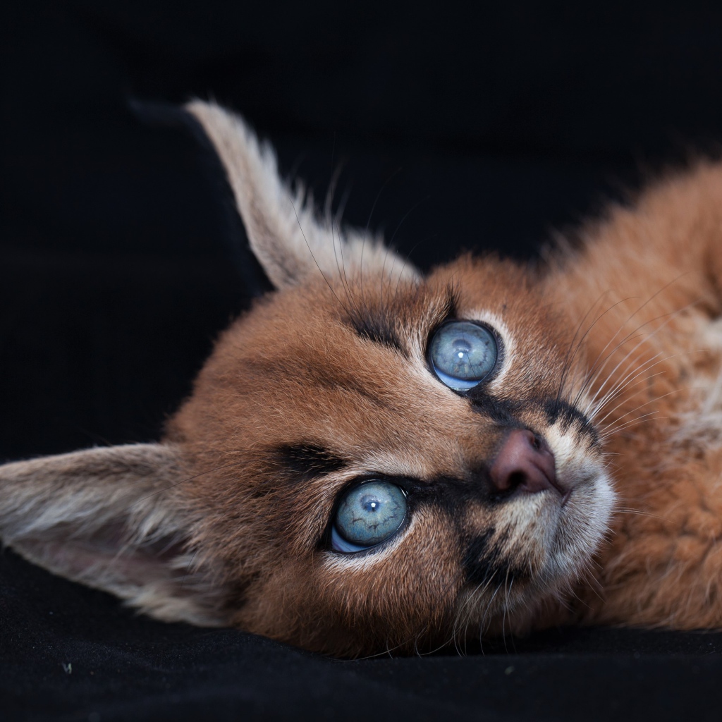 Маленький милый голубоглазый каракал