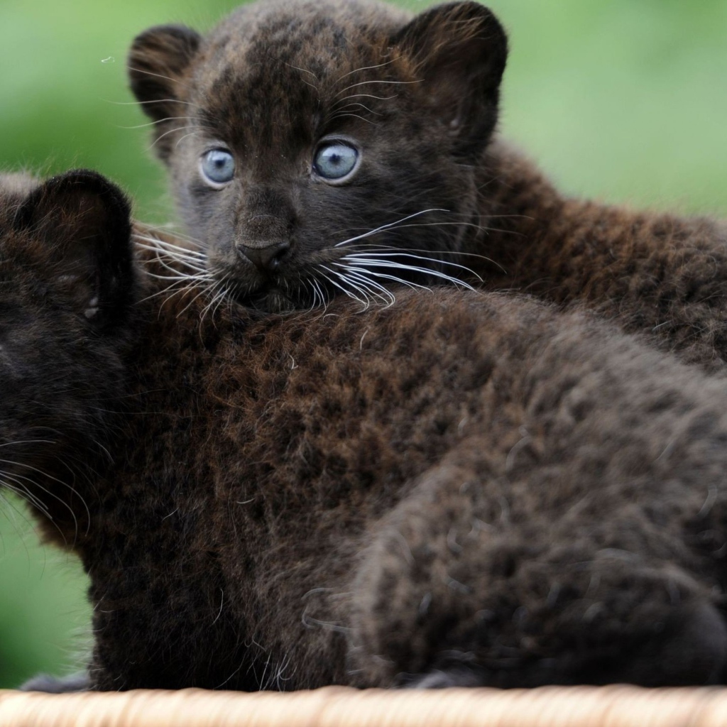 Маленькие забавные черные пантеры 