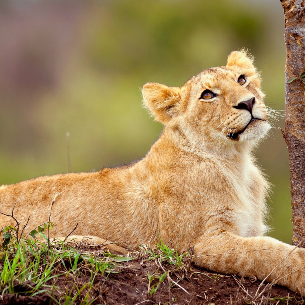 Маленький львенок смотрит вверх 