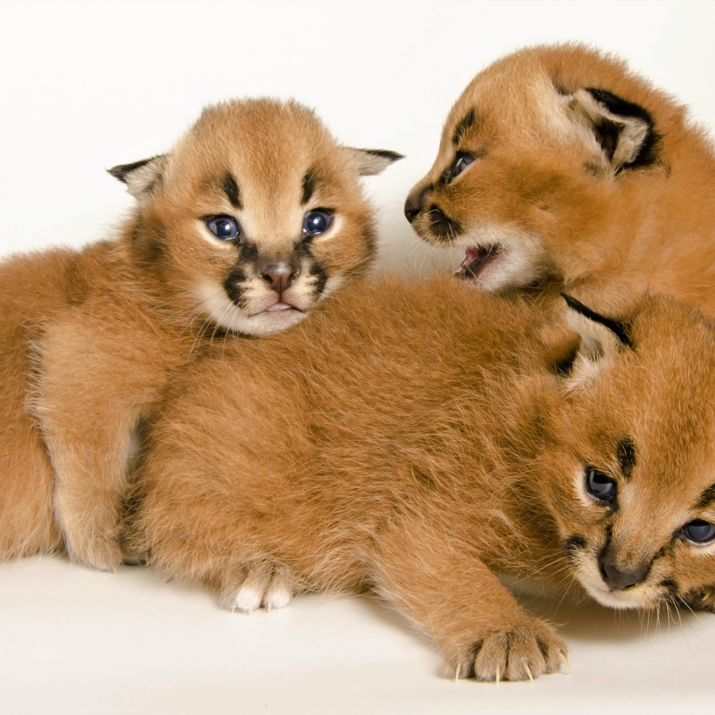 Милые маленькие детеныши каракала на белом фоне