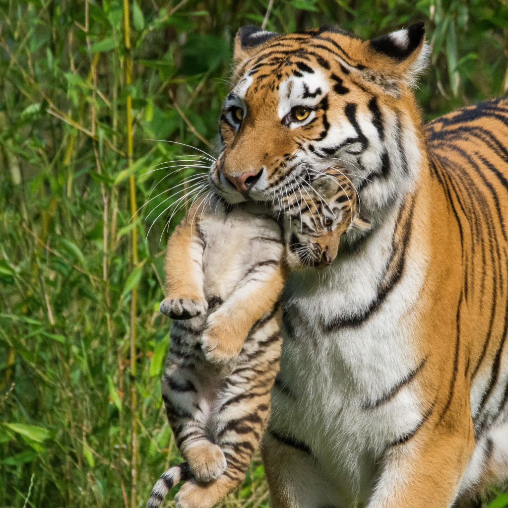 Мама тигрица несет детеныша в зубах