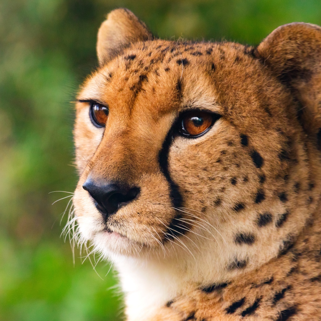 Морда хищного гепарда крупным планом