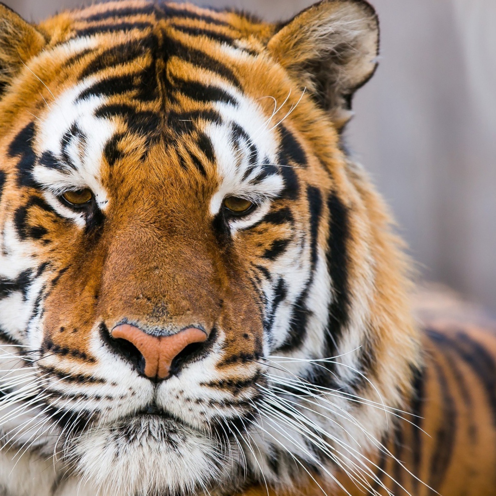 Морда грустного тигра  