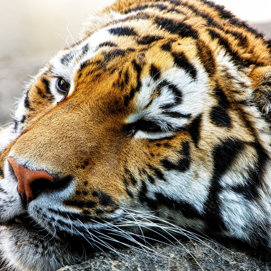 Спящий большой тигр 