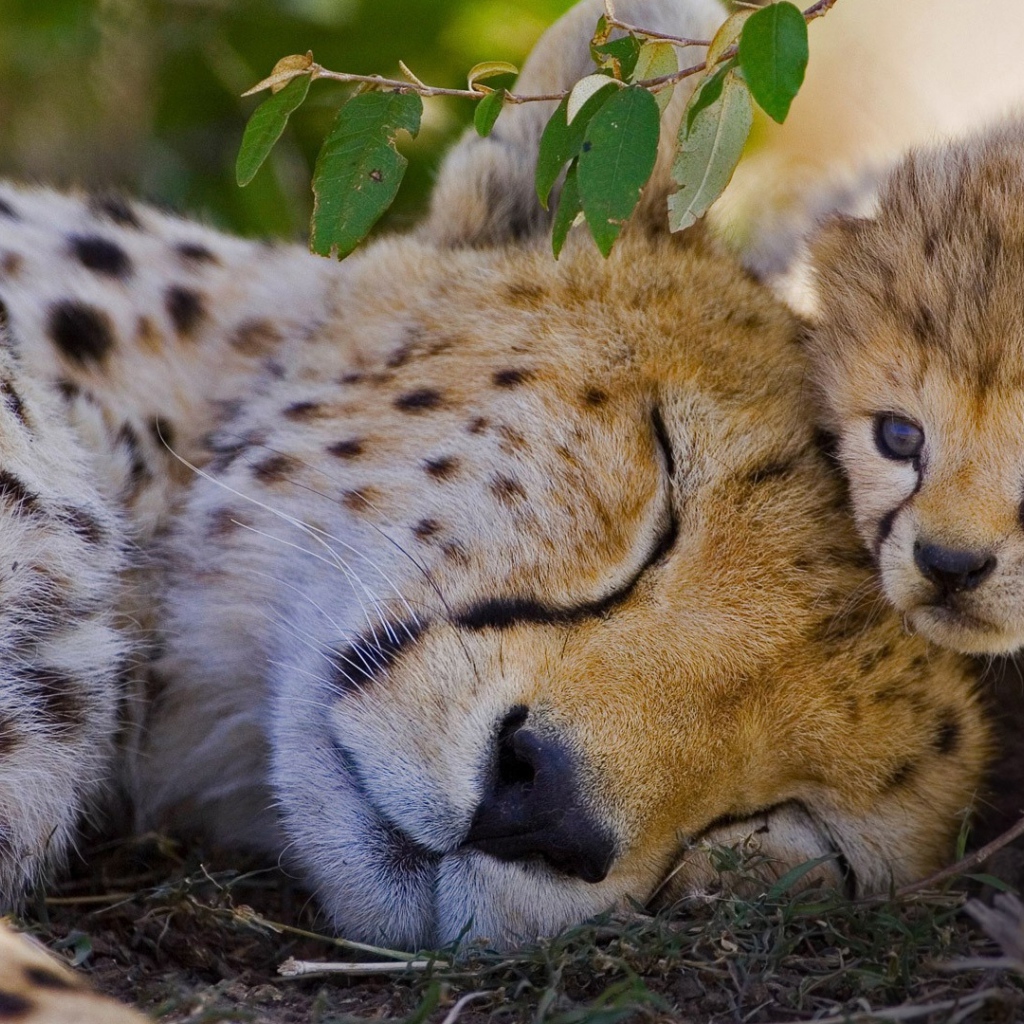 Спящий гепард с детенышем
