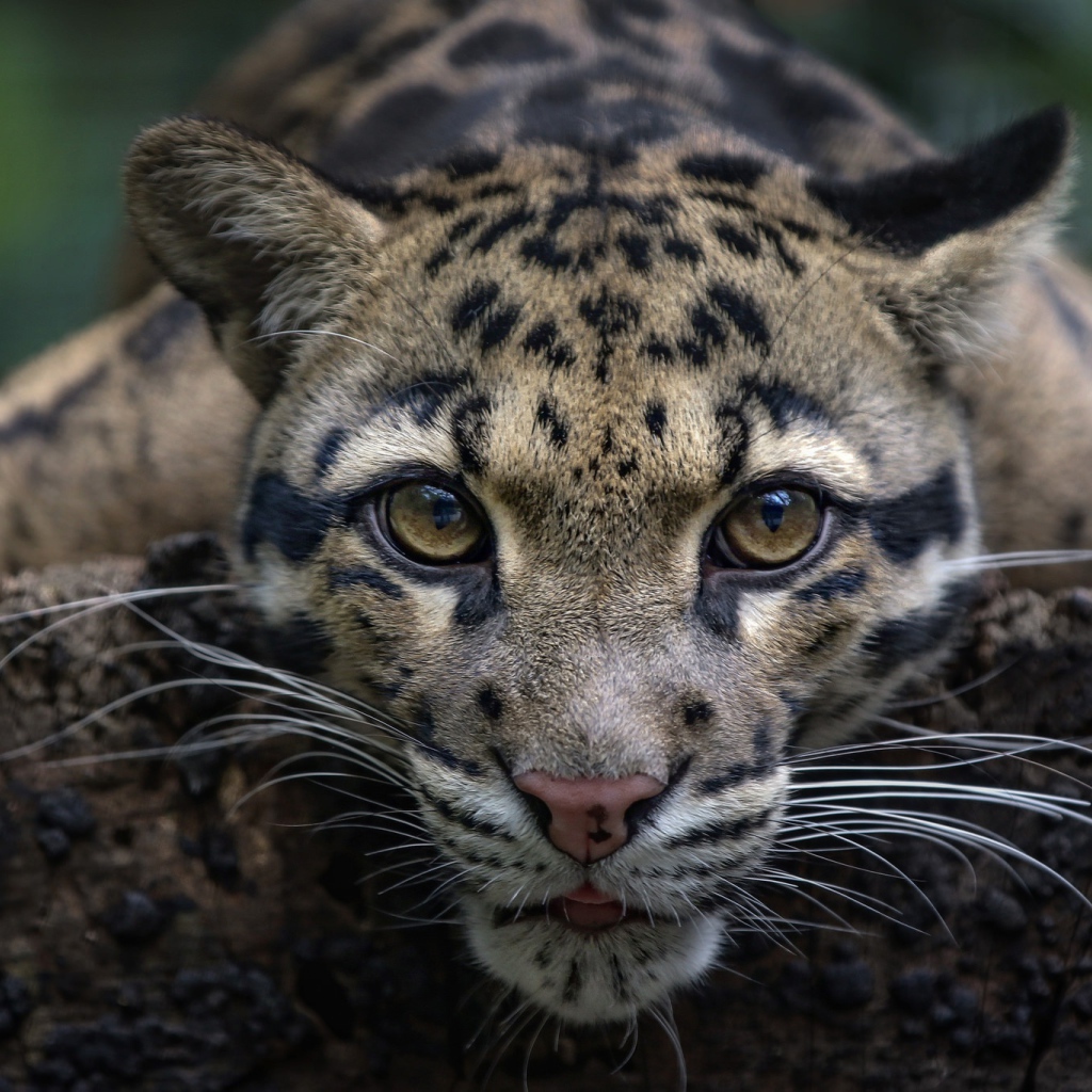 Дымчатый леопард с красивыми глазами 